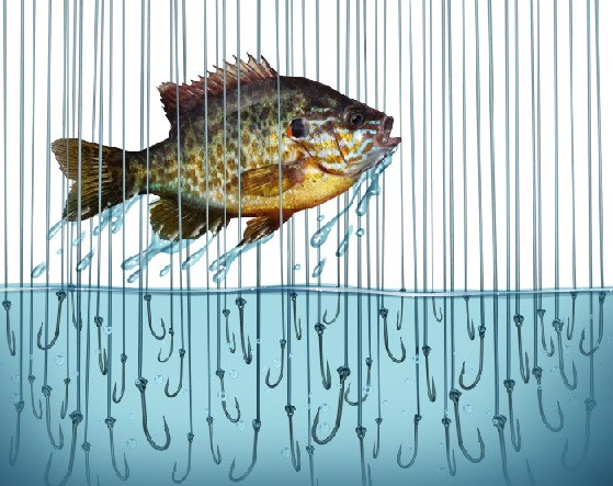 fish.jpg