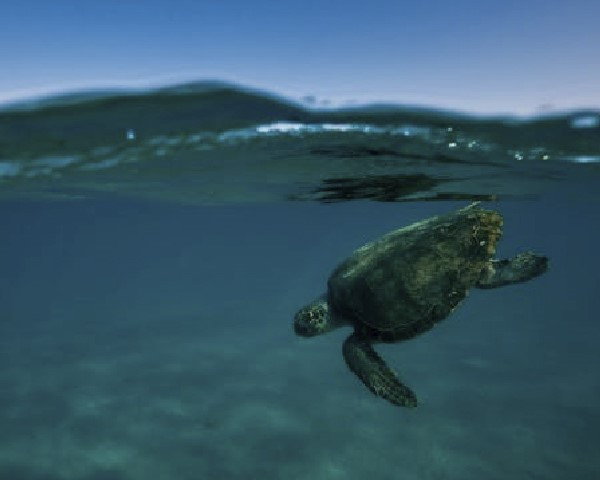 WWFCARETTA.jpg