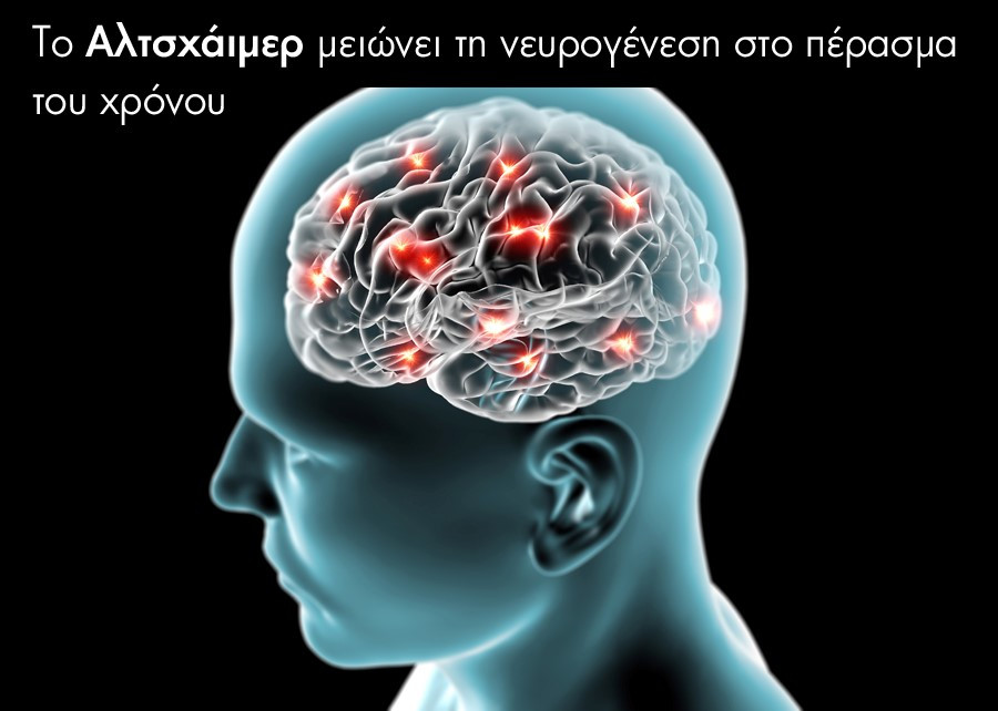 Neurogenesis.jpg