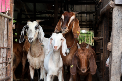 Περισσότερα...